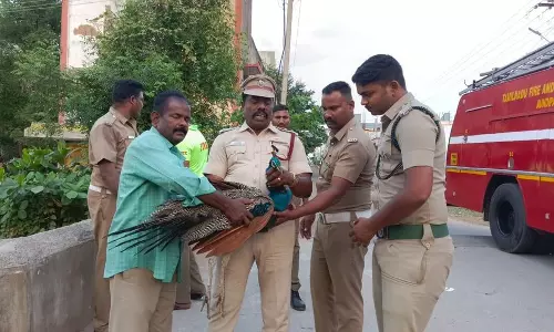 குடியிருப்பு பகுதியில்காயத்துடன் மீட்கப்பட்ட மயில் இறந்தது