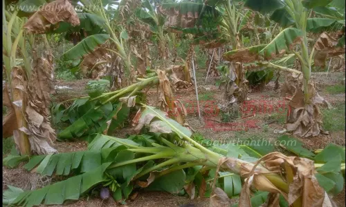 தாளவாடி அருகே சூறாவளிக்காற்றுடன் மழை 300 வாழைகள் முறிந்து விழுந்தன