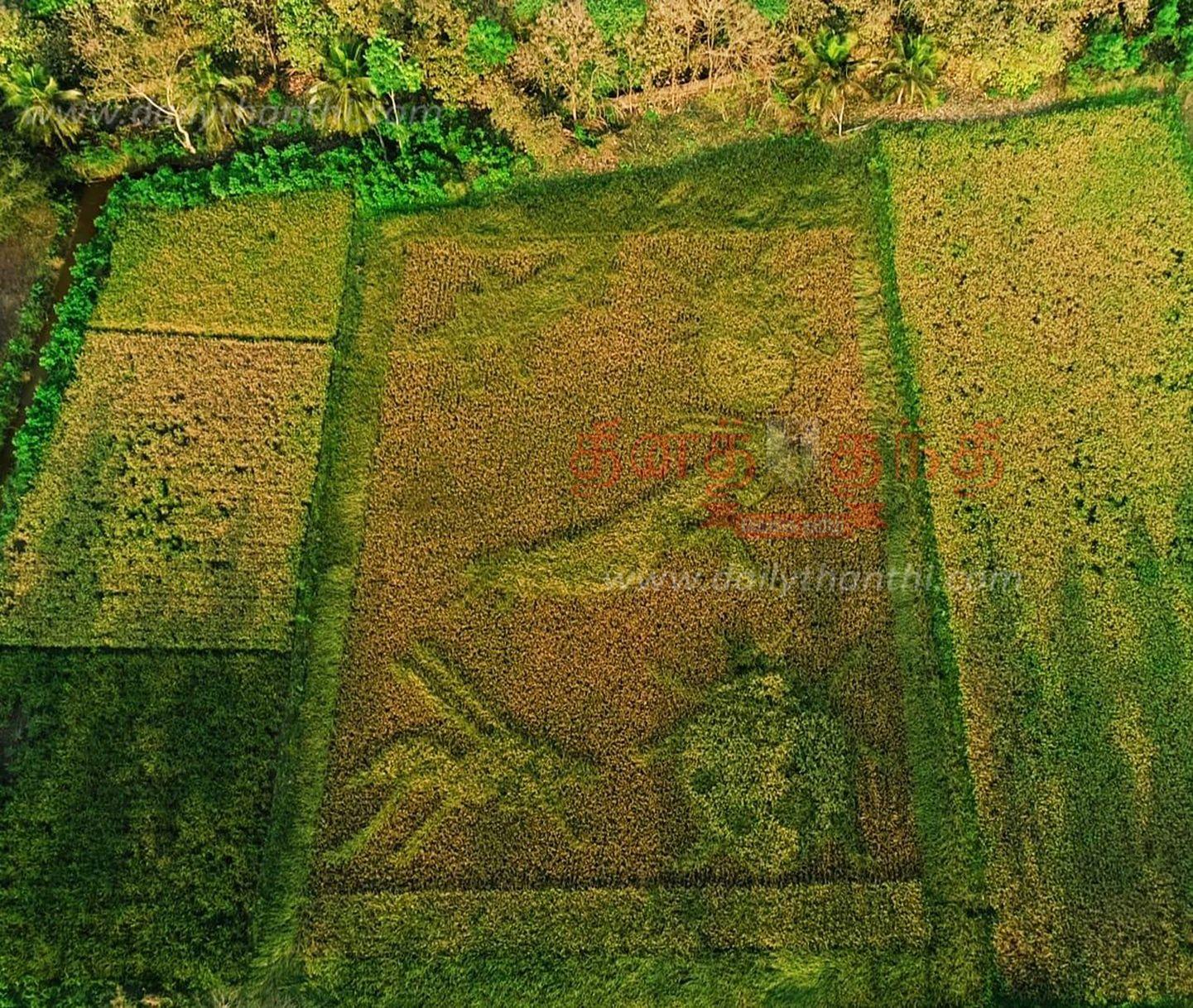 Planting rice in the form of beneficial insects for farmers