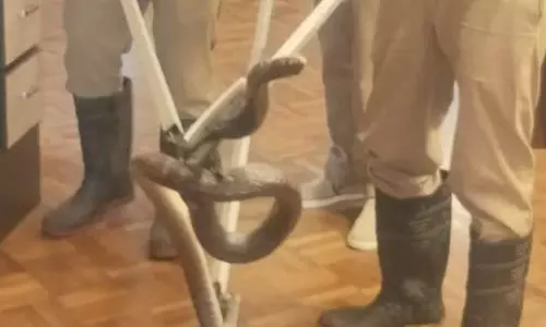 கொடைக்கானலில் ஓட்டல் அதிபர் வீட்டுக்குள் புகுந்த பாம்பு