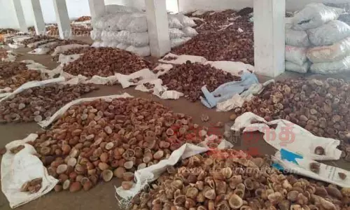 கொப்பரை தேங்காய் ஏலம்