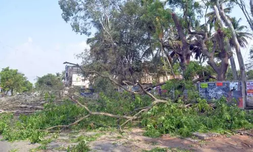 பொள்ளாச்சியில்  உயரழுத்த மின்பாதை அமைக்க மரங்கள் வெட்டி அகற்றம்