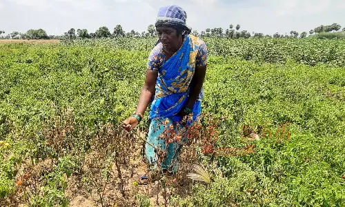 பூச்சி தாக்குதலால் மிளகாய் விளைச்சல் பாதிப்பு பூச்சி தாக்குதலால் மிளகாய் விளைச்சல் பாதிப்பு
