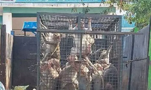 100 குரங்குகள் பிடிபட்டன 100 குரங்குகள் பிடிபட்டன