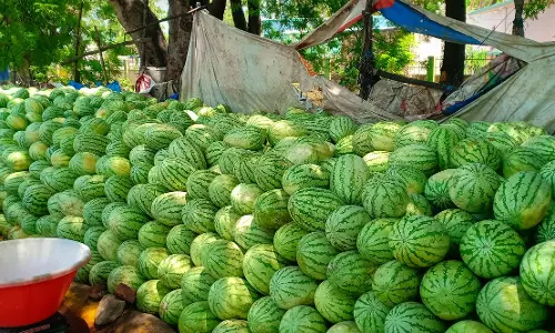 வெயிலின் தாக்கம் அதிகரிப்பு:தர்ப்பூசணி பழ விற்பனை அமோகம்