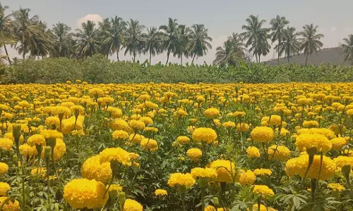 உப்புக்கோட்டை பகுதியில்பூத்துக்குலுங்கும் செண்டு பூக்கள்