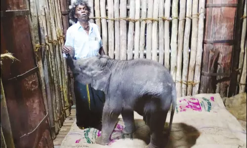 தாயை பிரிந்த நிலையில் மீட்கப்பட்டது: முதுமலையில் குட்டி யானை சாவு தாயை பிரிந்த நிலையில் மீட்கப்பட்டது: முதுமலையில் குட்டி யானை சாவு