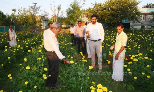 தோட்டக்கலை பயிர்களை கலெக்டர் ஆய்வு