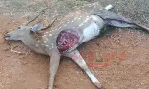 தெருநாய்கள் கடித்து புள்ளிமான் சாவு தெருநாய்கள் கடித்து புள்ளிமான் சாவு