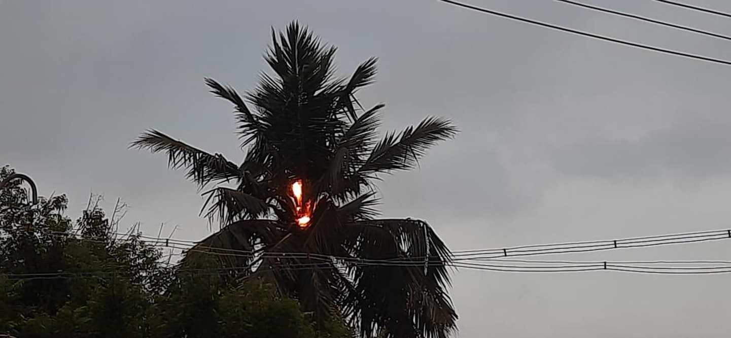 A coconut tree caught fire due to lightning strike மின்னல்