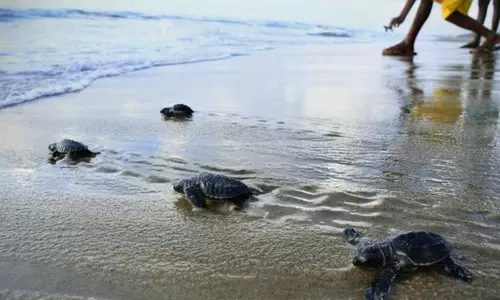 நாய்களின் கடியில் இருந்து காப்பாற்றி ஆமை குஞ்சுகளை கடலில் விட்ட கொக்கிலமேடு மீனவர்கள் நாய்களின் கடியில் இருந்து காப்பாற்றி ஆமை குஞ்சுகளை கடலில் விட்ட கொக்கிலமேடு மீனவர்கள்