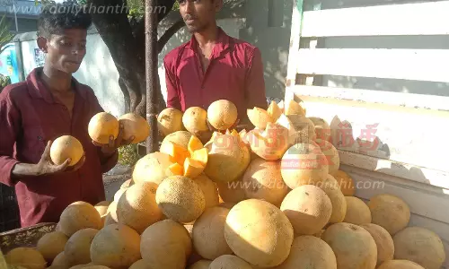 சுட்டெரிக்கும் வெயில்; கிர்ணி பழம் வரத்து அதிகரிப்பு சுட்டெரிக்கும் வெயில்; கிர்ணி பழம் வரத்து அதிகரிப்பு