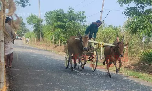 ரேக்ளா பந்தயத்தில் சீறிப்பாய்ந்த காளைகள்