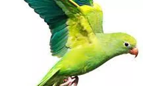 வ.உ.சி. பூங்கா பறவைகள் பூங்காவாக மாற்றம்