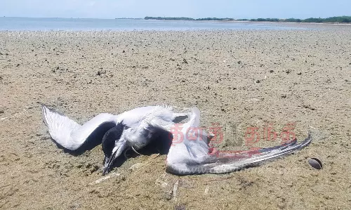 மர்மமான முறையில் இறந்து கிடக்கும் ஆலா பறவைகள்