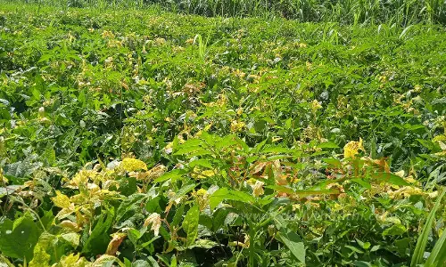 உளுந்து செடிகளில் மஞ்சள் தேமல் நோய் தாக்குதல்