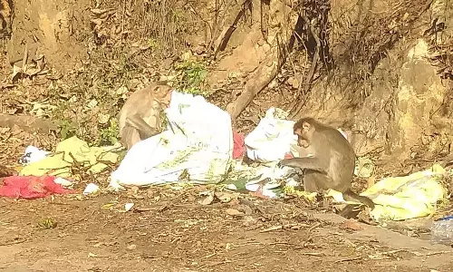 குமுளி வனப்பகுதியில்சாலையோரம் கொட்டப்படும் பிளாஸ்டிக் கழிவுகள்