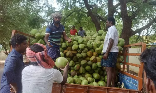 கம்பம் பள்ளத்தாக்கு பகுதியில் இருந்துவெளி மாநிலங்களுக்கு ஏற்றுமதியாகும் இளநீர் :கொள்முதல் செய்ய வியாபாரிகள் இடையே போட்டி கம்பம் பள்ளத்தாக்கு பகுதியில் இருந்துவெளி மாநிலங்களுக்கு ஏற்றுமதியாகும் இளநீர் :கொள்முதல் செய்ய வியாபாரிகள் இடையே போட்டி