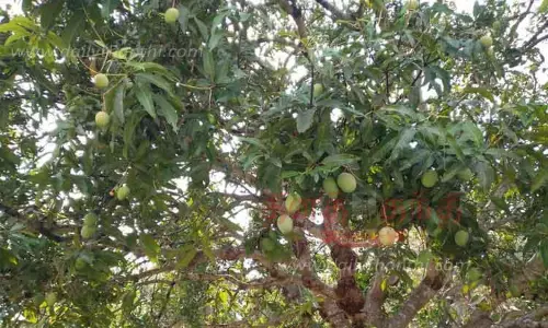 மாமரங்களில் விளைச்சல் அதிகரிப்பு