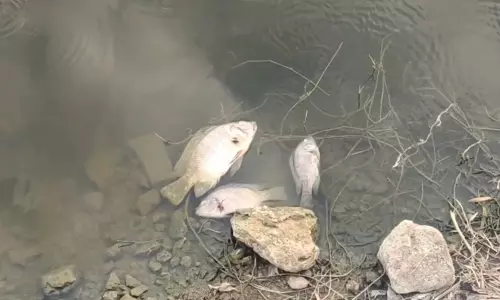 கொண்டிசெட்டிப்பட்டி குளத்தில் மீன்கள் செத்து மிதப்பதால் சுகாதார சீர்கேடு