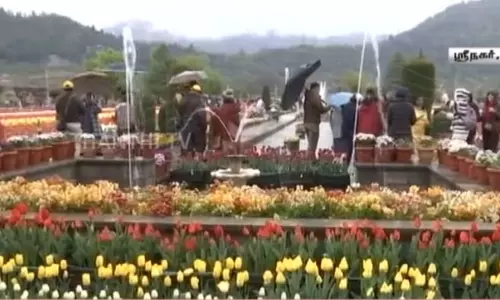 ஆசியாவின் மிகப்பெரிய துலிப் தோட்டம்... பூத்துக்குலுங்கும் 16 லட்சம் துலிப் மலர்கள் - கண்களைக் கவரும் காட்சிகள்