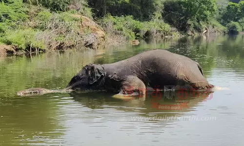 சேற்றில் சிக்கி பெண் யானை சாவு சேற்றில் சிக்கி பெண் யானை சாவு