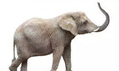 யானை தாக்கியதில் பெண் படுகாயம் யானை தாக்கியதில் பெண் படுகாயம்