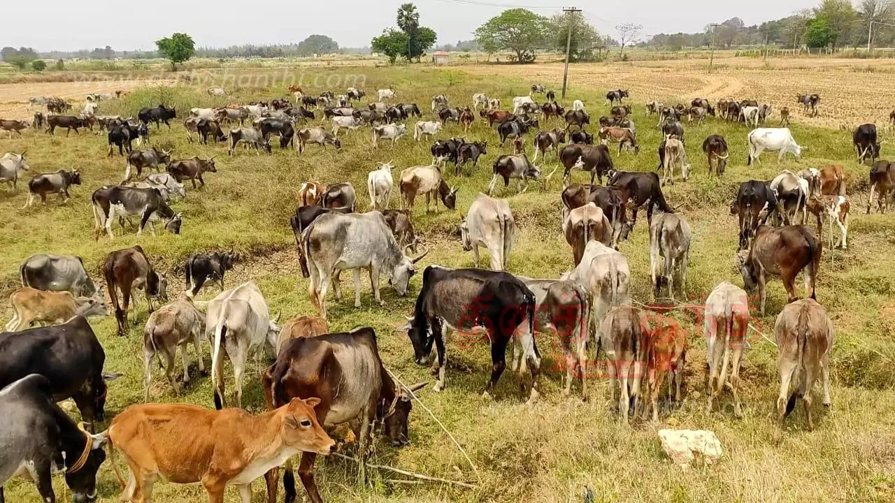 இயற்கை உரத்துக்காக மேய்ச்சலுக்கு விடப்படும் ஆடுகள்