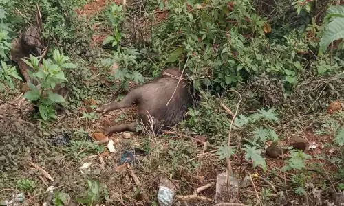 வால்பாறையில் 20 காட்டுப்பன்றிகள் திடீர் சாவு