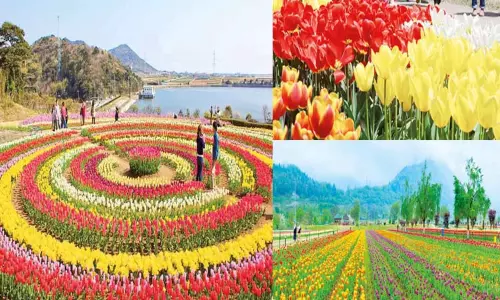 காஷ்மீருக்கு அழகு சேர்க்கும் துலிப் தோட்டம் காஷ்மீருக்கு அழகு சேர்க்கும் துலிப் தோட்டம்