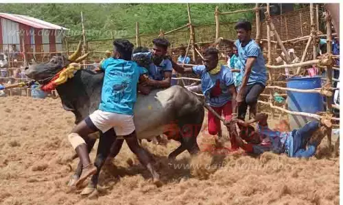 வடமாடு ஜல்லிக்கட்டில் 3 வீரர்கள் காயம் வடமாடு ஜல்லிக்கட்டில் 3 வீரர்கள் காயம்
