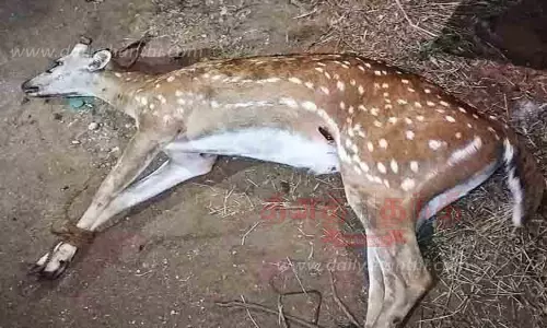 அடையாளம் தெரியாத வாகனம் மோதி மான் காயம்