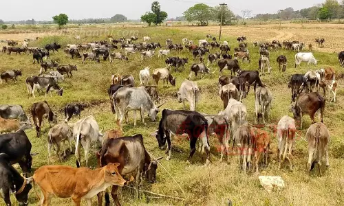 இயற்கை உரத்துக்காக மேய்ச்சலுக்கு விடப்படும் ஆடுகள்