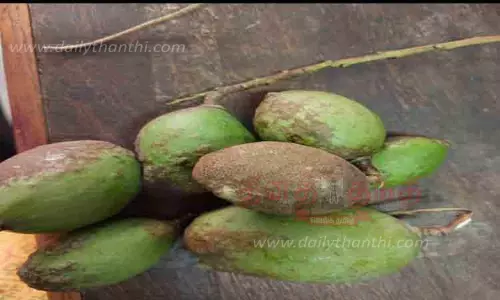 பூச்சிகள் தாக்குதலால் மாங்காய் விளைச்சல் பாதிப்பு