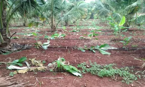 கிணத்துக்கடவு அருகே 500 வாழைக்கன்றுகளை சேதப்படுத்திய காட்டுப்பன்றிகள் கிணத்துக்கடவு அருகே 500 வாழைக்கன்றுகளை சேதப்படுத்திய காட்டுப்பன்றிகள்