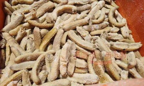 ரூ.30 லட்சம் கடல் அட்டைகள் பறிமுதல் ரூ.30 லட்சம் கடல் அட்டைகள் பறிமுதல்