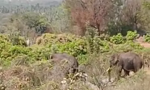 பாலக்கோடு அருகே கிராமத்துக்குள் புகுந்த 2 காட்டு யானைகள்-வனப்பகுதிக்குள் விரட்டும் பணி தீவிரம் பாலக்கோடு அருகே கிராமத்துக்குள் புகுந்த 2 காட்டு யானைகள்-வனப்பகுதிக்குள் விரட்டும் பணி தீவிரம்