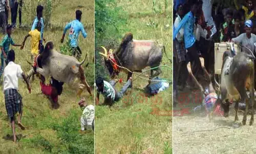 தேவகோட்டை அருகே கோவில் திருவிழாவையொட்டி மஞ்சுவிரட்டு மாடு முட்டியதில் 33பேர் காயம் தேவகோட்டை அருகே கோவில் திருவிழாவையொட்டி மஞ்சுவிரட்டு மாடு முட்டியதில் 33பேர் காயம்