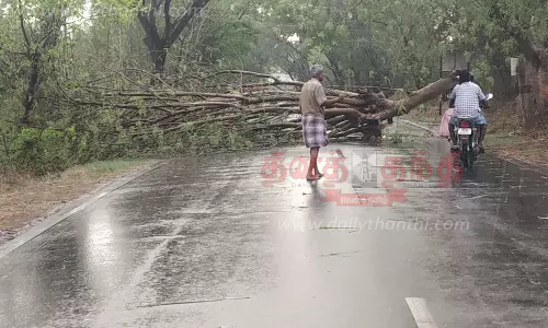 பலத்த காற்று வீசியதால் மரம் முறிந்து விழுந்தது
