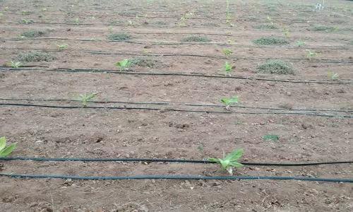 சொட்டுநீர் பாசனம் மூலம் வாழை சாகுபடி சொட்டுநீர் பாசனம் மூலம் வாழை சாகுபடி