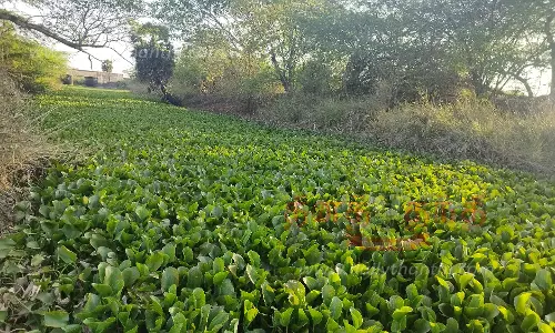 கோரையாற்றை ஆக்கிரமித்துள்ள ஆகாயத்தாமரை அகற்றப்படுமா? கோரையாற்றை ஆக்கிரமித்துள்ள ஆகாயத்தாமரை அகற்றப்படுமா?