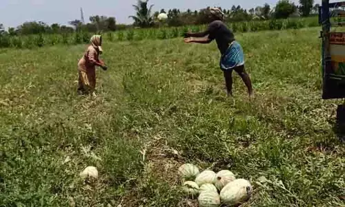 தர்பூசணி கிலோ ரூ.15-க்கு விற்பனை