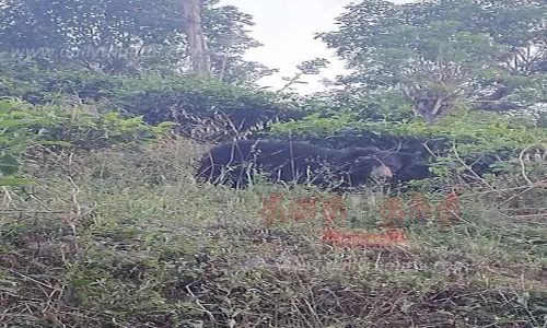 மாஞ்சோலை தேயிலை தோட்ட பகுதியில் கரடி நடமாட்டத்தால் தொழிலாளர்கள் அச்சம்