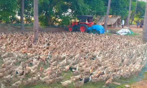 வயல்களில் வாத்து கிடை அமைப்பதில் விவசாயிகள் ஆர்வம்