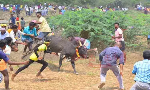 சிங்கம்புணரி அருகே மஞ்சுவிரட்டு சிங்கம்புணரி அருகே மஞ்சுவிரட்டு