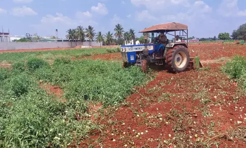 தக்காளி செடிகளை நிலத்திலேயே அழிக்கும் விவசாயிகள்