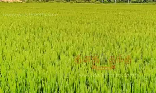 பசுமையாக காட்சியளிக்கும் நெற்பயிர்கள்