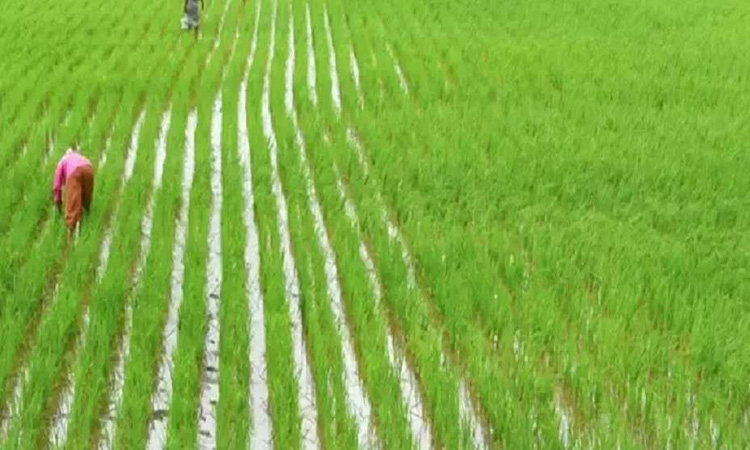 நிலக்கரி சுரங்க திட்டம்,  ஏல பட்டியலில் இருந்து  தமிழக டெல்டா பகுதிகள் நீக்கம்:  மத்திய அரசு