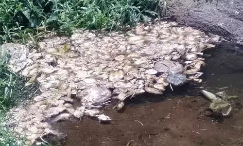 ஆற்றில் கொட்டப்படும் கோழி இறைச்சி கழிவுகள்