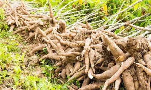 மரவள்ளி கிழங்கு விலை உயர்வு